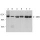 MIB1 Antibody (B-9) - Western Blotting - Image 376941 