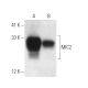 MIC2 Antibody (F-8) - Western Blotting - Image 9947
