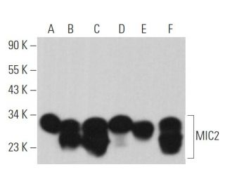 MIC2 Antibody (F-8) - Western Blotting - Image 363740 