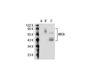 MICA Antibody (2C10) - Western Blotting - Image 32299 