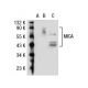 MICA Antibody (2C10) - Western Blotting - Image 32299 