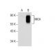 MICA/B Antibody (A-9) - Western Blotting - Image 157492