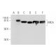 MICA/B Antibody (A-9) - Western Blotting - Image 297873 