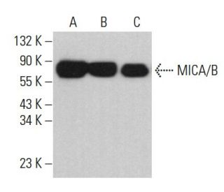 MICA/B Antibody (A-9) - Western Blotting - Image 361898 