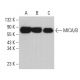 MICA/B Antibody (A-9) - Western Blotting - Image 361898 