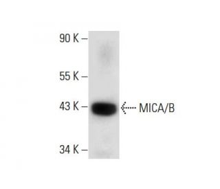 MICA/B Antibody (D-8) - Western Blotting - Image 133909 