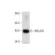MICA/B Antibody (D-8) - Western Blotting - Image 133909 