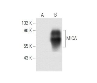 MICA/B Antibody (F-6) - Western Blotting - Image 62157 
