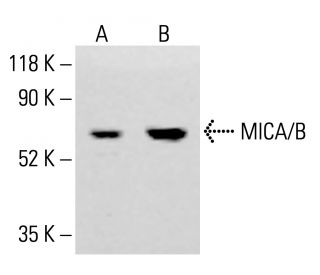 MICA/B Antibody (F-6) - Western Blotting - Image 413532