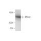 MICAL1 Antibody (3D12) - Western Blotting - Image 347623 