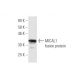 MICAL1 Antibody (3D12) - Western Blotting - Image 350269
