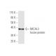MICAL3 Antibody (3A6) - Western Blotting - Image 350250