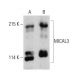 MICAL3 Antibody (3A6) - Western Blotting - Image 385153 