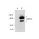 MIER2 Antibody (A-7) - Western Blotting - Image 320943