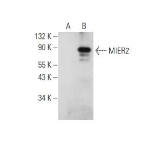 MIER2 Antibody (E-2) - Western Blotting - Image 345925