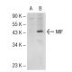 MIF Antibody (11) - Western Blotting - Image 72578