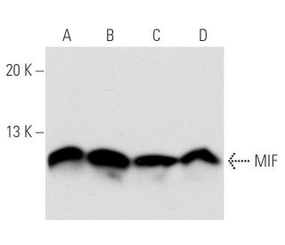 MIF Antibody (4E4) - Western Blotting - Image 14819 