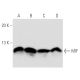 MIF Antibody (4E4) - Western Blotting - Image 14819 