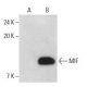 MIF Antibody (4E4) - Western Blotting - Image 399324