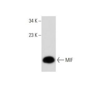 MIF Antibody (D-2) - Western Blotting - Image 135217 