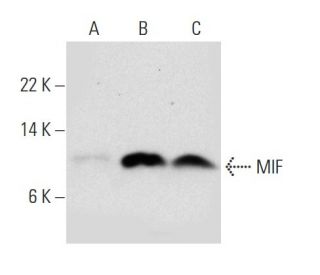 MIF Antibody (4E4) - Western Blotting - Image 34981