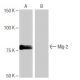Mig-2 Antibody (NQ-A16) - Western Blotting - Image 65000