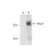 Mig-6 Antibody (D-4) - Western Blotting - Image 290948