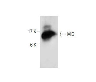 MIG Antibody (500-M42) - Western Blotting - Image 285074