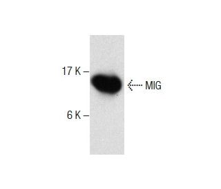 MIG Antibody (ZZ-6) - Western Blotting - Image 285077