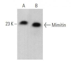 Mimitin Antibody (H-11) - Western Blotting - Image 369350 