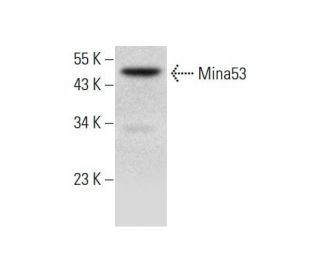 Mina53 Antibody (H-4) - Western Blotting - Image 305689