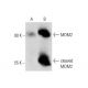 (−)-Nutlin-3: sc-222086. Western blot analysis of MDM2 expression in untreated (A) and (−)-Nutlin-3 treated (B) Hep G2 who 