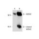 (−)-Nutlin-3: sc-222086. Western blot analysis of MDM2 expression in untreated (A) and (−)-Nutlin-3 treated (B) Hep G2 who