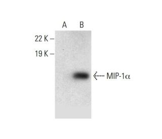 MIP-1&alpha; Antibody (E-2) - Western Blotting - Image 299210 