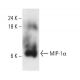 MIP-1α Antibody (E-2) - Western Blotting - Image 404249