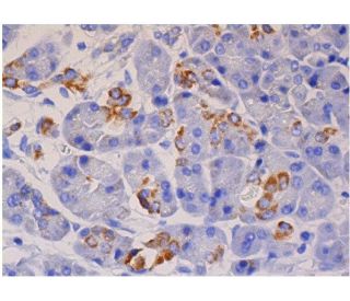 MIP-4 Antibody (A-7) - Immunohistochemistry - Image 286453 