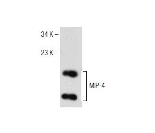 MIP-4 Antibody (H-12) - Western Blotting - Image 151042 