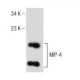MIP-4 Antibody (H-12) - Western Blotting - Image 151042 