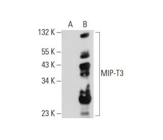 MIP-T3 Antibody (C-9) - Western Blotting - Image 72444 