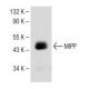 MIPP Antibody (A-4) - Western Blotting - Image 150654