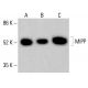 MIPP Antibody (A-8) - Western Blotting - Image 415619