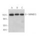 MIRAB13 Antibody (F-3) - Western Blotting - Image 371937 