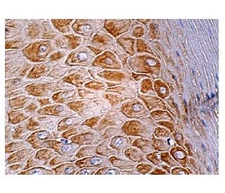 MiRP1 Antibody (H-4) - Immunohistochemistry - Image 158205 