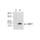 MiRP1 Antibody (H-4) - Western Blotting - Image 155417 