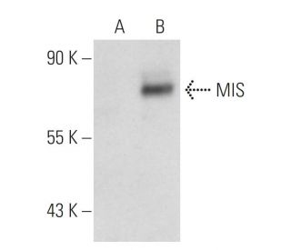 MIS Antibody (B-11) - Western Blotting - Image 109914 