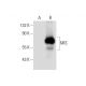 MIS Antibody (B-9) - Western Blotting - Image 147429 