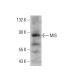 MIS Antibody (B-9) - Western Blotting - Image 378744