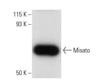 Misato Antibody (122.321) - Western Blotting - Image 10972