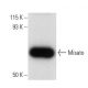 Misato Antibody (122.321) - Western Blotting - Image 10972