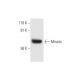 Misato Antibody (E-10) - Western Blotting - Image 295820